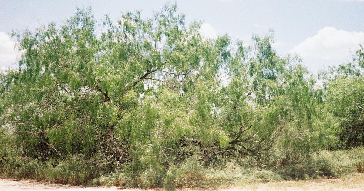 DREVO Coastal Green Corridor