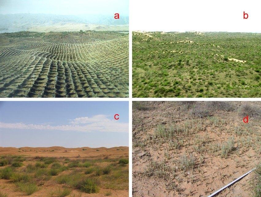 DREVO Coastal Green Corridor