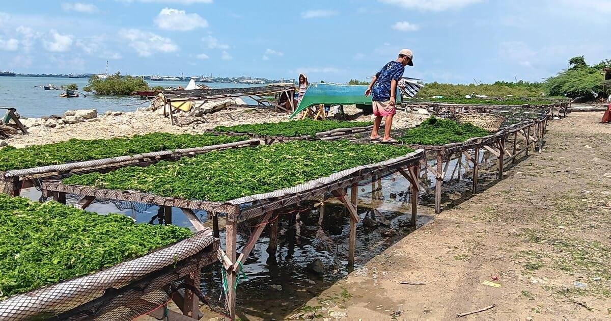 DREVO Coastal Green Corridor