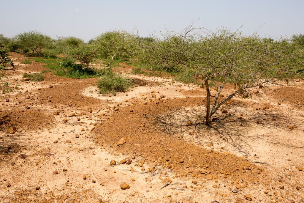 DREVO Coastal Green Corridor