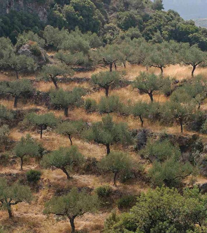 DREVO Coastal Green Corridor