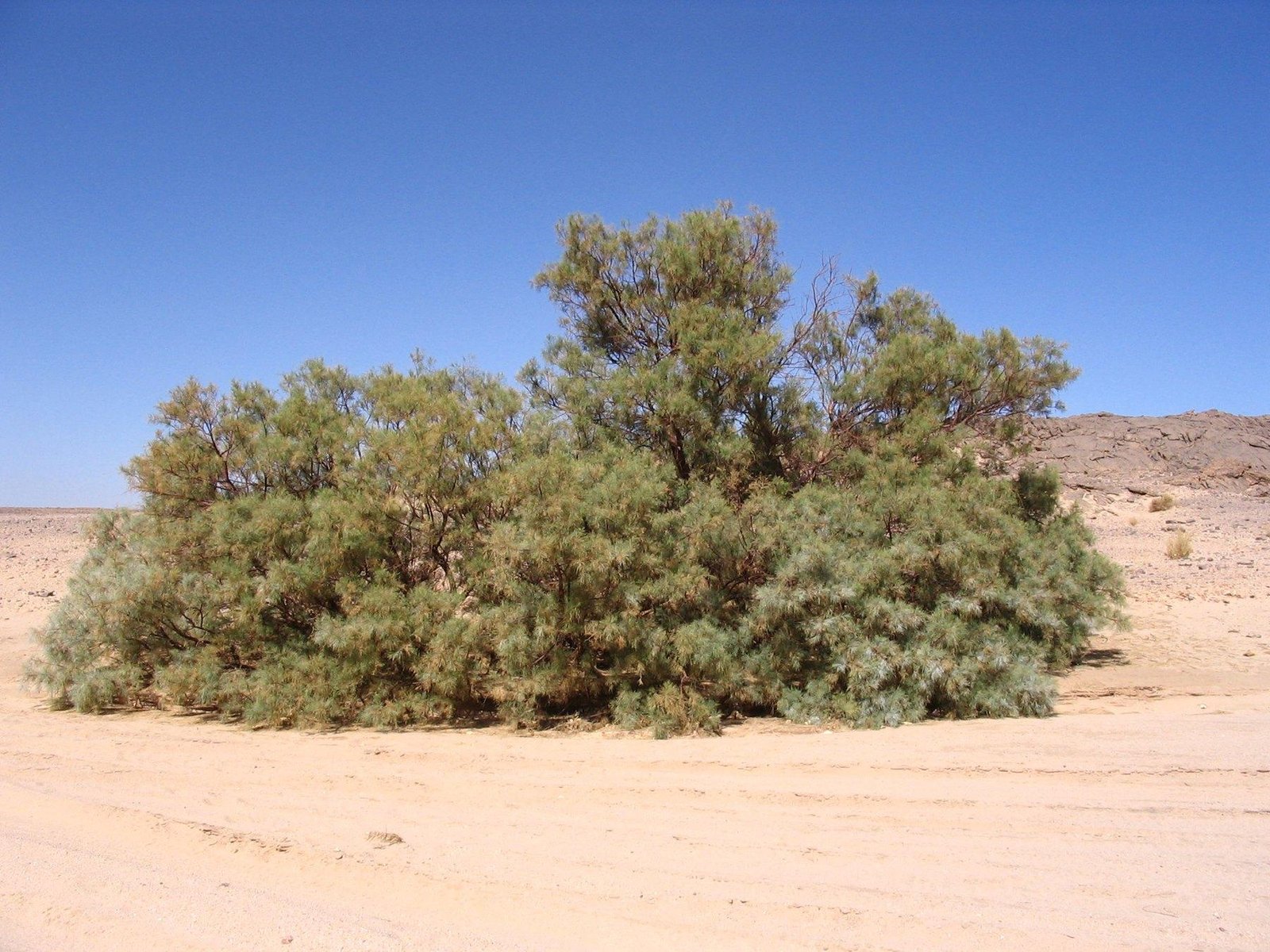 DREVO Coastal Green Corridor