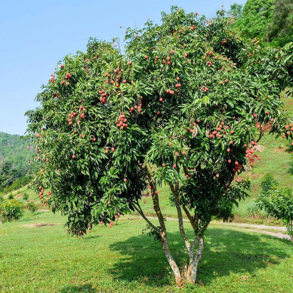 DREVO Coastal Green Corridor