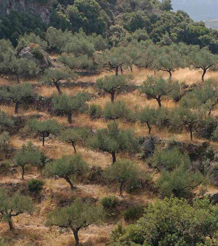 DREVO Coastal Green Corridor