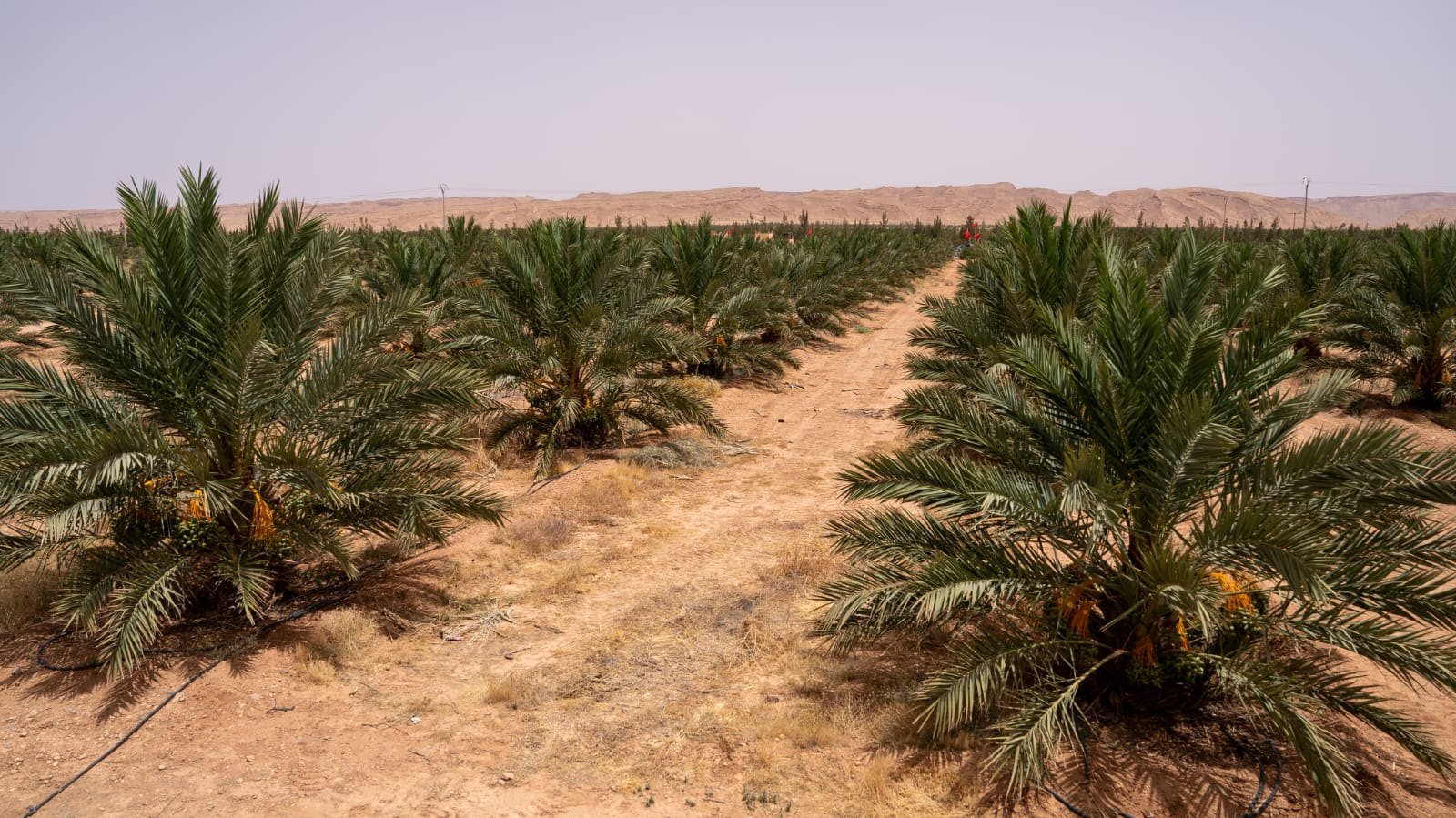DREVO Coastal Green Corridor