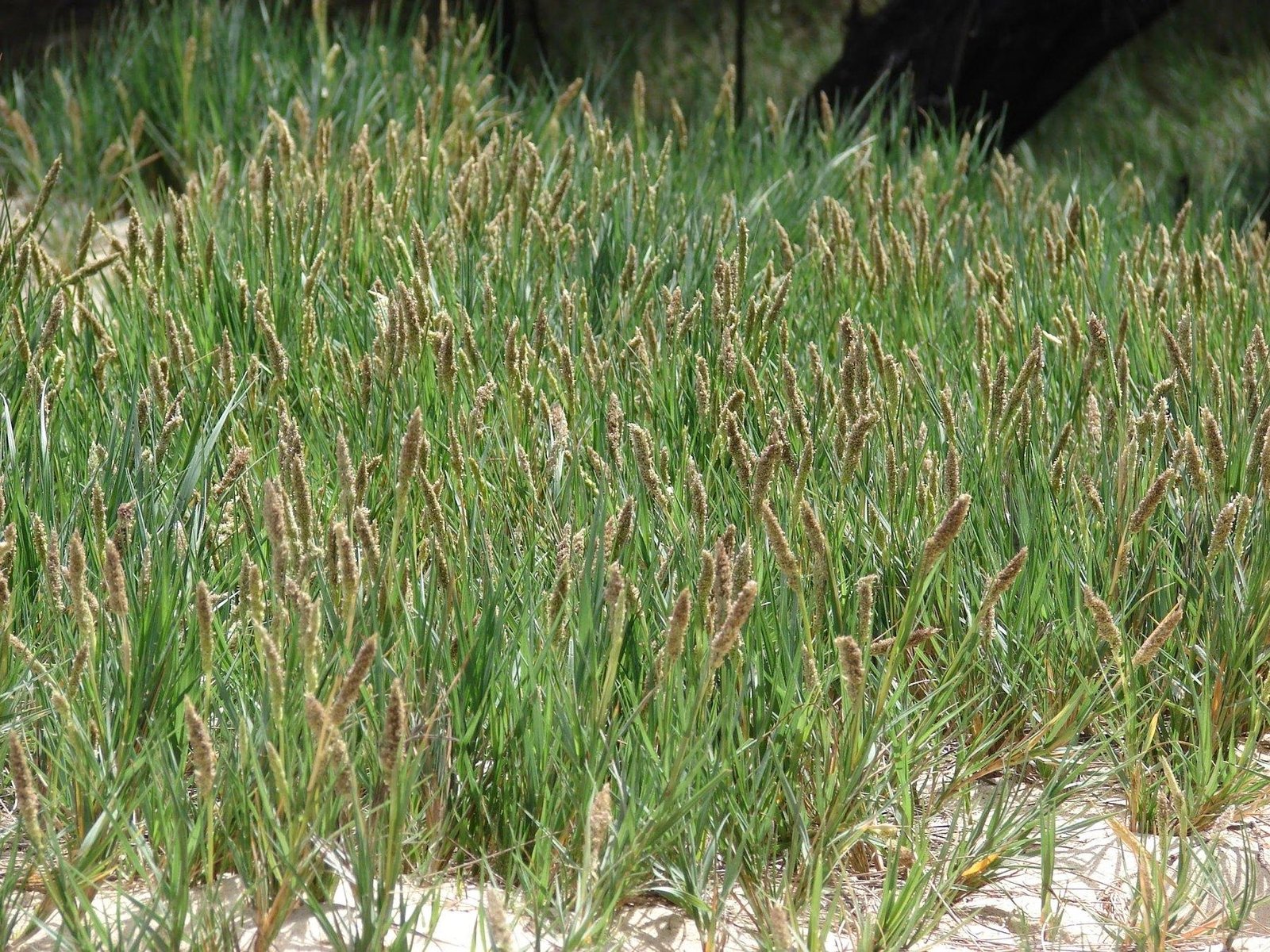 DREVO Coastal Green Corridor