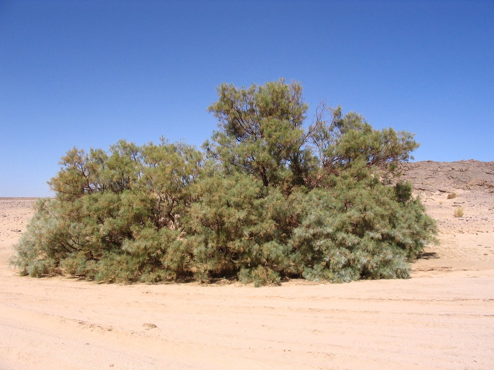 DREVO Coastal Green Corridor