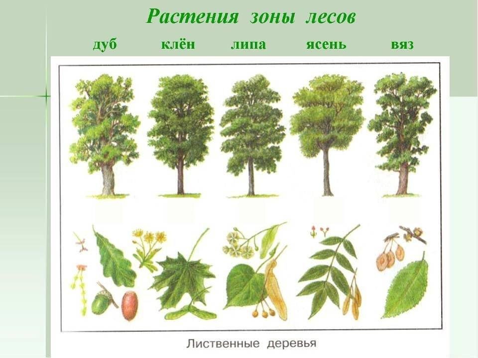 Иллюстрация из исходного документа